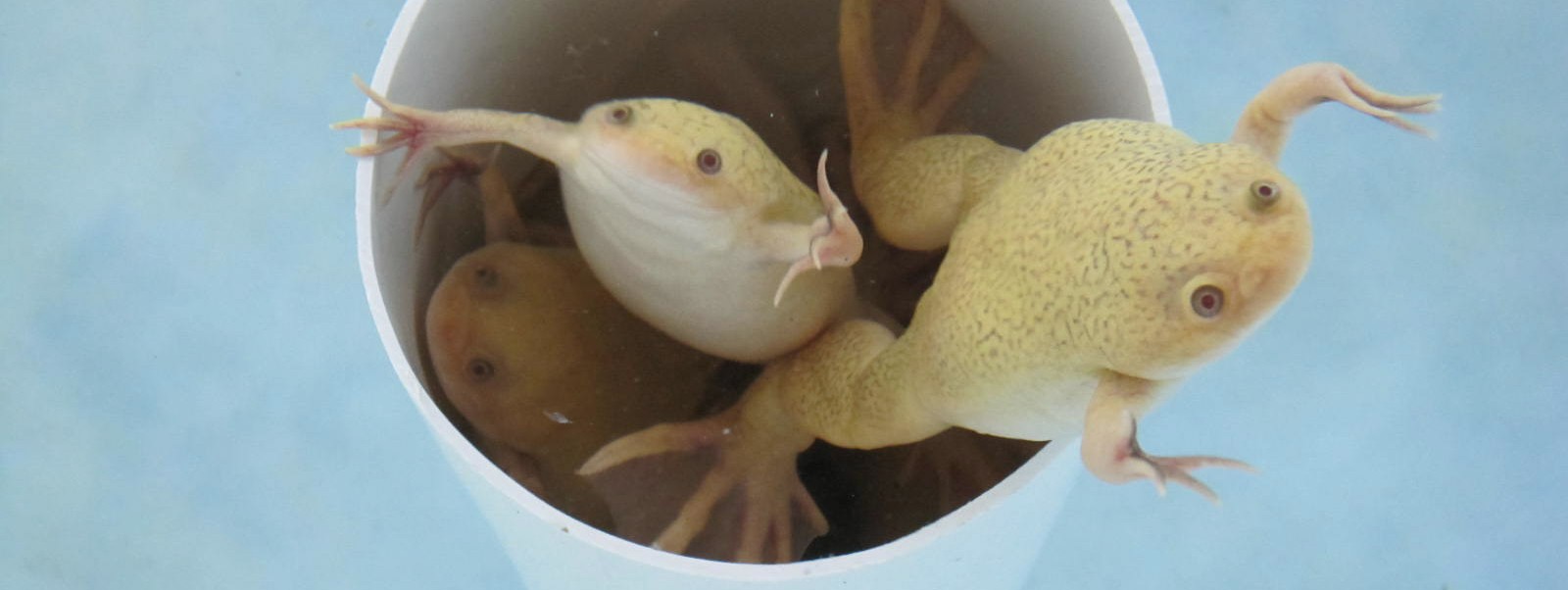 African Clawed Frogs inside Xenopus Enrichment Tubes (Credit: Xenopus Expres, Inc)