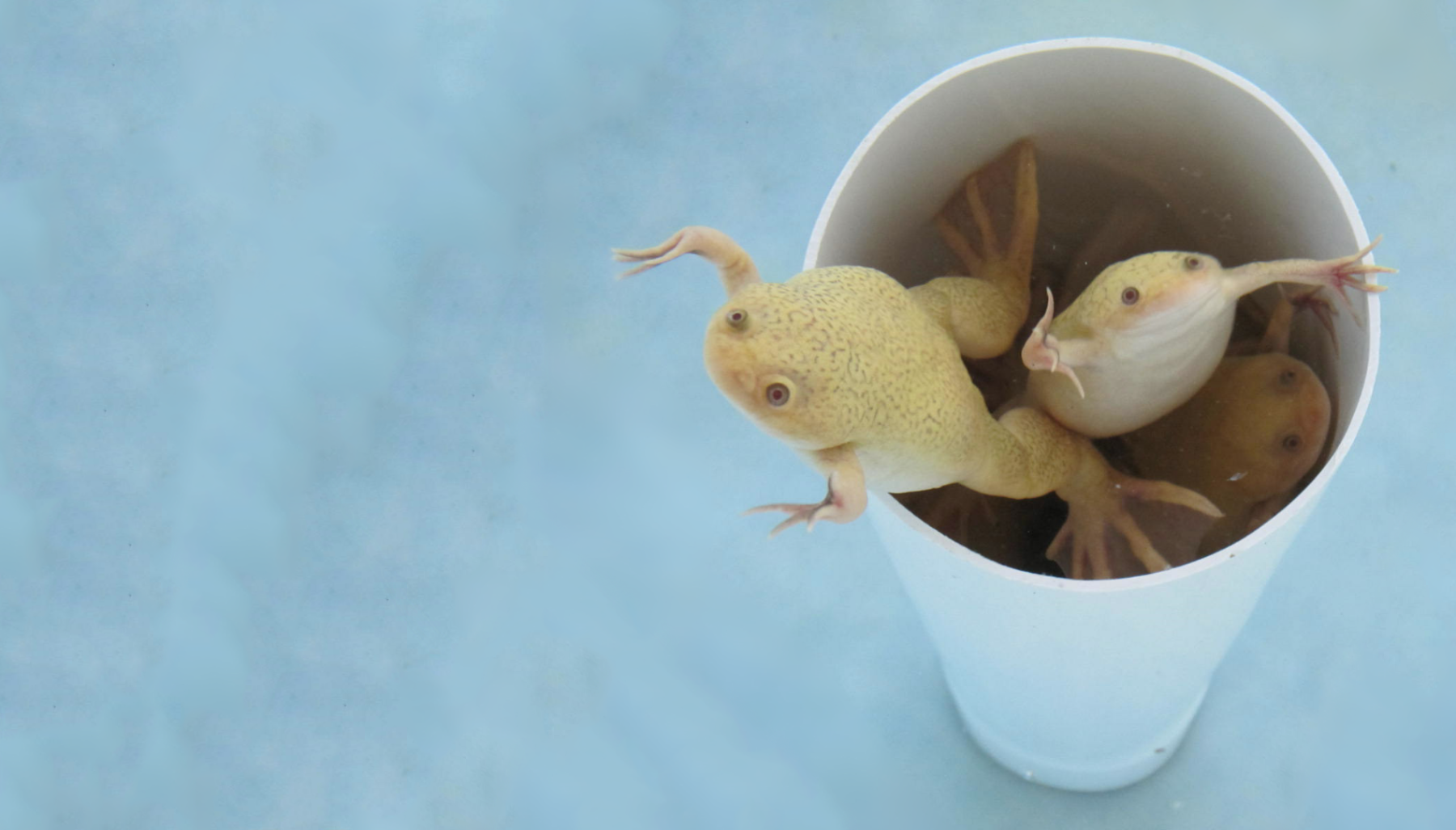 3 beige frogs swimming out of a PVC pipe