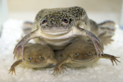 Laevis Tropicalis750 410x273