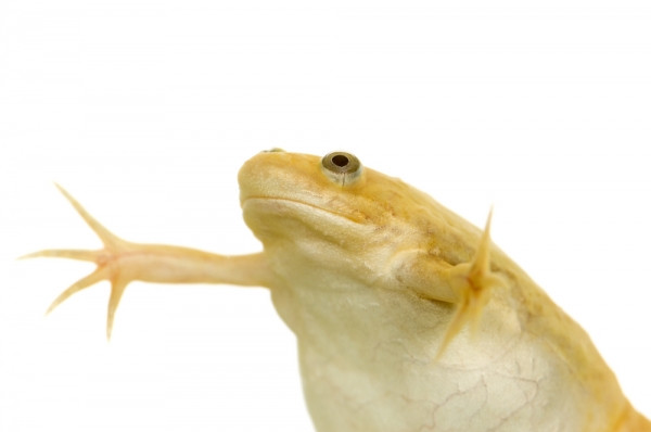 Save Frogs 4 27412