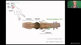 Maxresdefault 0.jpg